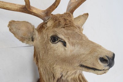 Lot 435 - Taxidermy - shield-mounted red deer stag