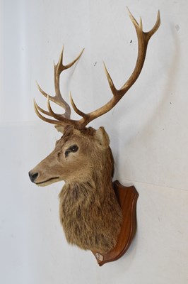 Lot 435 - Taxidermy - shield-mounted red deer stag