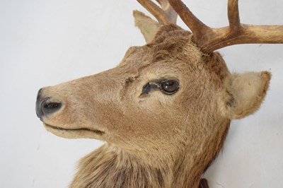 Lot 435 - Taxidermy - shield-mounted red deer stag