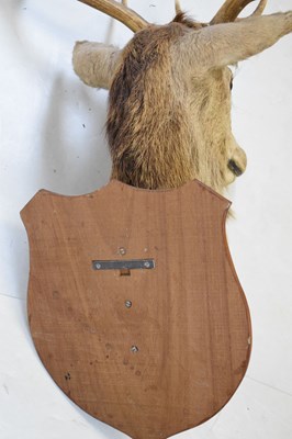 Lot 435 - Taxidermy - shield-mounted red deer stag