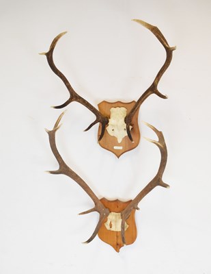 Lot 283 - Two pairs of shield mounted Red Deer antlers