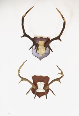 Lot 282 - Two pairs of shield mounted Red Deer antlers