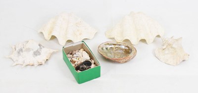 Lot 284 - Small collection of shells