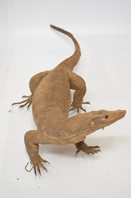 Lot 248 - Taxidermy Monitor lizard