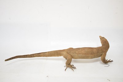 Lot 248 - Taxidermy Monitor lizard