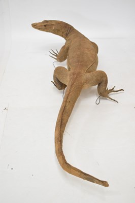 Lot 248 - Taxidermy Monitor lizard