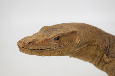 Lot 248 - Taxidermy Monitor lizard