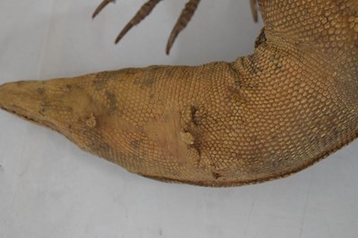 Lot 248 - Taxidermy Monitor lizard