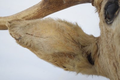 Lot 267 - Taxidermy - Large stag's head with twelve-point antlers