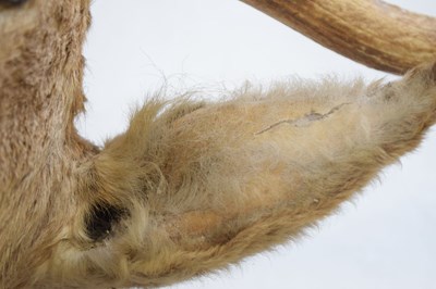 Lot 267 - Taxidermy - Large stag's head with twelve-point antlers