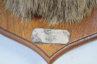 Lot 267 - Taxidermy - Large stag's head with twelve-point antlers