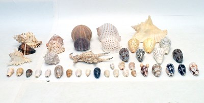 Lot 172 - Mixed quantity of shells