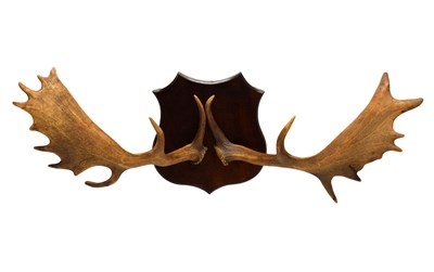 Lot 156 - Mounted antlers