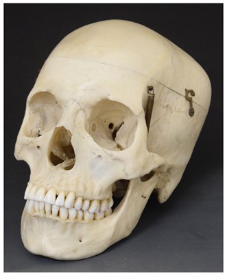 Lot 340 - Medical School instructional human skull