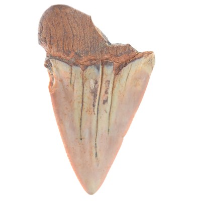 Lot 288 - Megalodon (Otodus megalodon) tooth fossil