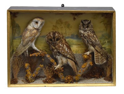 Lot 341 - J. North. Pendeen - Case of three owls