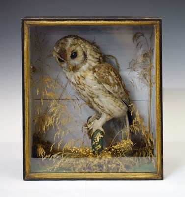 Lot 342 - Cased single owl