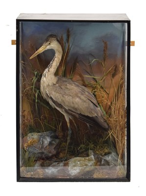 Lot 345 - Cased heron