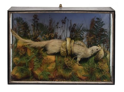 Lot 351 - Cased mongoose and cobra