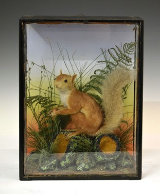 Lot 350 - Cased red squirrel