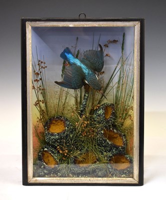 Lot 347 - Cased kingfisher