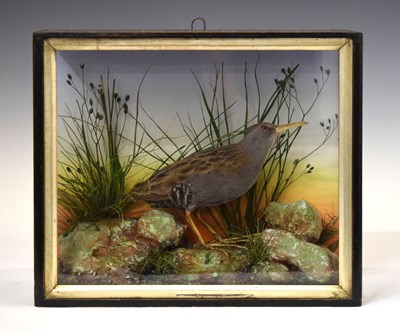 Lot 346 - Cased water rail, Lewis Hutton