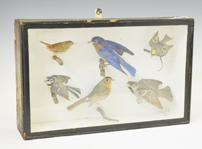 Lot 290 - Taxidermy - Early 20th century cased preserved group of six birds