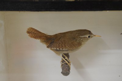 Lot 290 - Taxidermy - Early 20th century cased preserved group of six birds