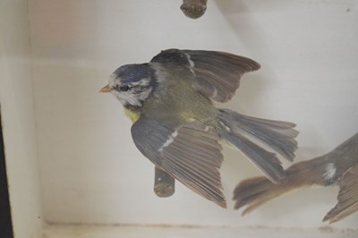 Lot 290 - Taxidermy - Early 20th century cased preserved group of six birds