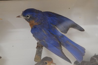 Lot 290 - Taxidermy - Early 20th century cased preserved group of six birds