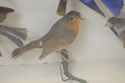 Lot 290 - Taxidermy - Early 20th century cased preserved group of six birds