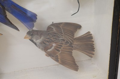 Lot 290 - Taxidermy - Early 20th century cased preserved group of six birds