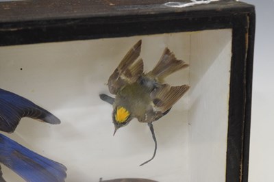 Lot 290 - Taxidermy - Early 20th century cased preserved group of six birds