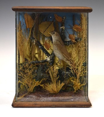 Lot 348 - Taxidermy - Early 20th Century cased preserved singbird