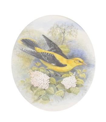 Lot 543 - Watercolour - Ornithological study of a Golden Oriole