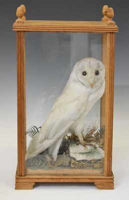 Lot 343 - Taxidermy - White owl