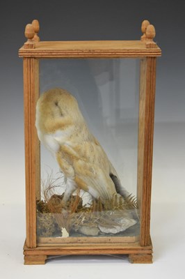 Lot 343 - Taxidermy - White owl