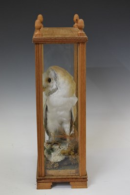 Lot 343 - Taxidermy - White owl