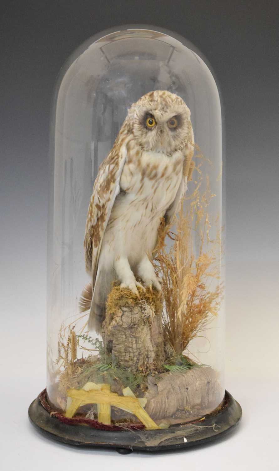 Lot 344 - Taxidermy - Owl with dome