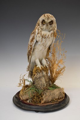 Lot 344 - Taxidermy - Owl with dome