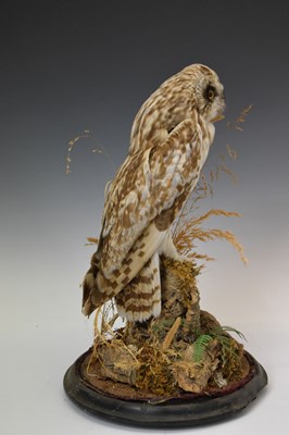 Lot 344 - Taxidermy - Owl with dome