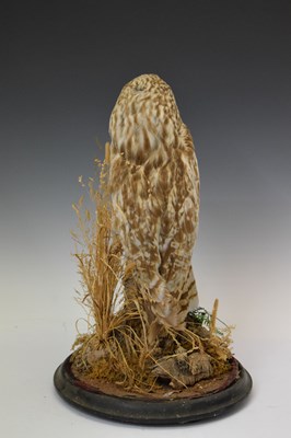 Lot 344 - Taxidermy - Owl with dome