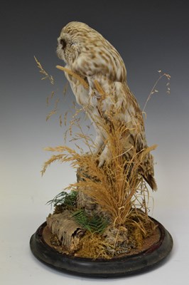 Lot 344 - Taxidermy - Owl with dome