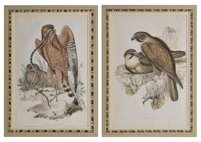 Lot 508 - Hullmandel after Gould & Richter - Two early Victorian hand-coloured engravings of Birds of Prey