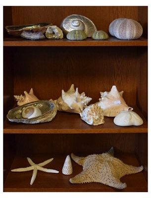 Lot 211 - Collection of shells, Starfish etc