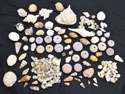 Lot 392 - Quantity of sea shells