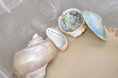 Lot 212 - Collection of shells