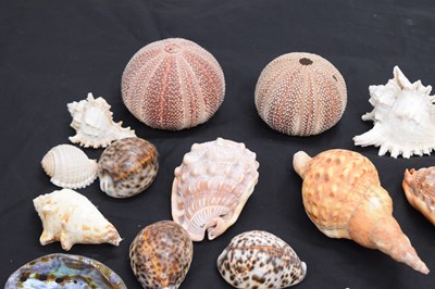 Lot 212 - Collection of shells