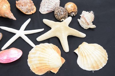 Lot 212 - Collection of shells