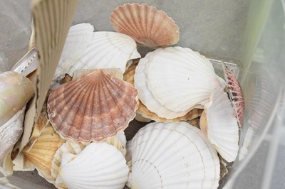 Lot 212 - Collection of shells